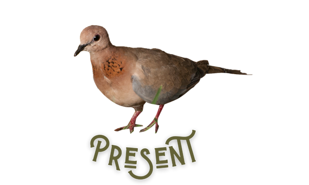 a tan pigeon with text surrounding it that reads the word present